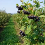 Aronia